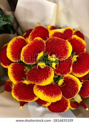 Macro close up overhead view of bi color yellow and red calceolaria pocketbook flowers texture, high contrast background pattern of exotic spotted slipper orchids bouquet wrapped in brown paper.