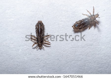 Macro Close Up Pediculus humanus capitis head louse