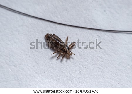 Macro Close Up Pediculus humanus capitis head louse