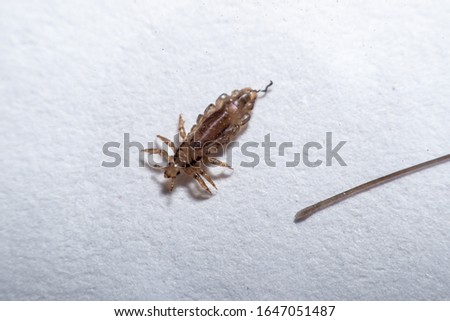 Macro Close Up Pediculus humanus capitis head louse