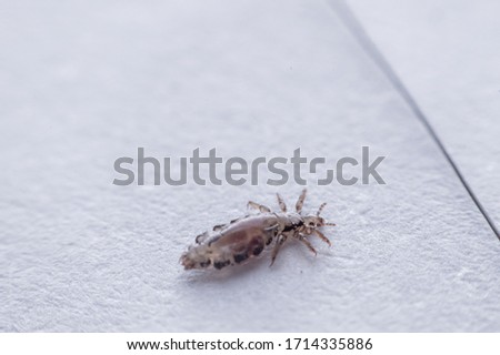 Macro Close Up Pediculus humanus capitis head louse
