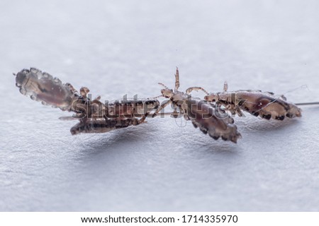 Macro Close Up Pediculus humanus capitis head louse