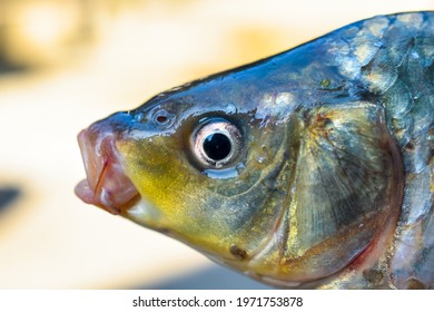 A macro close up photography beautiful of a fish head.