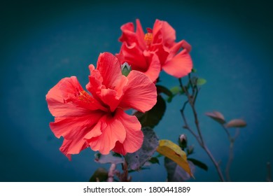 A macro close up photography double peach of Hibiscus petals blooming flowers in the nursery garden. - Powered by Shutterstock