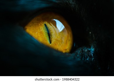 A macro close up of a piercing bright yellow cat eye of a black cat.