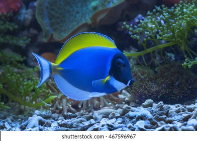 634 Powder blue tang Images, Stock Photos & Vectors | Shutterstock