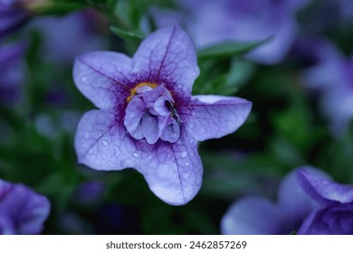 macro up close purple million bells flower with tiny water droplets raindrops - Powered by Shutterstock