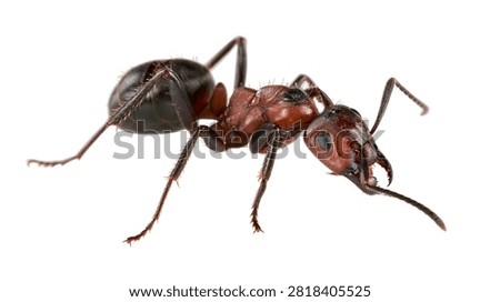 Macro close up of a red and black carpenter ant with visible mandibles