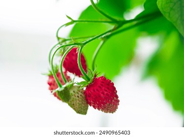 Macro close up of red rape alpine strawberries on the bush