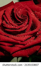 macro close up red rose