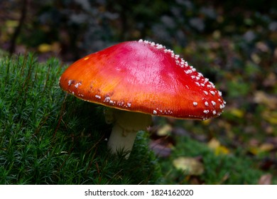 Macro close up of a red toadstool in autumn fly agaric - Shutterstock ID 1824162020