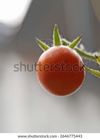Macro Close Up of Ripe Cherry Tomato