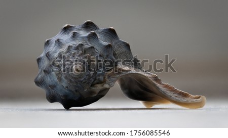 Macro close up of a shell