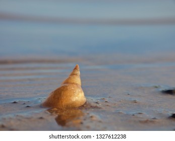 Macro close up shell on the edge of a lake with water, photo taken in the united kingdom.