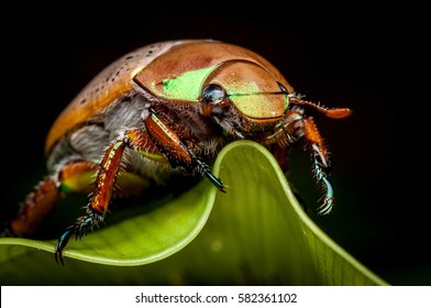 Macro Close Up Of Shiny Gold Cane Beetle Christmas Beetle
