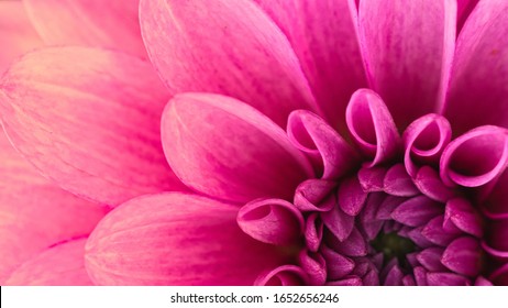 macro and close up shot of dahlia flower, beautiful dahlia flower - Powered by Shutterstock