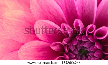 macro and close up shot of dahlia flower, beautiful dahlia flower