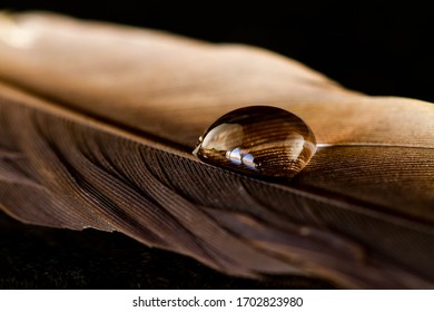 Macro close up shot of a dark brown feather of a bird with a drop of water on it with a black background. - Powered by Shutterstock