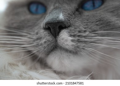 Macro Close Up Shot Of Ragdoll Cat. Focus On Nose, Mouth And Whiskers Of Grey And White Pussy Cat With Bright Blue Eyes.