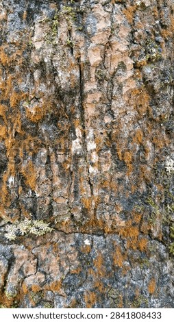 Macro close up shot of rough tree bark surface covered with dry moss and lichen growth in nature.