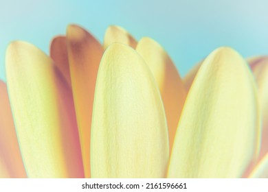 Macro Close Up Shot Of Yellow Daisy Petals On A Blue Background, Modern Floral Soft Print