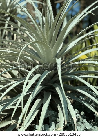 Macro close up of silver dyckia bromeliad with long spiky silver green leaves and serrated edges. Rare xeriscape succulent for arid garden, botany and horticulture concepts.