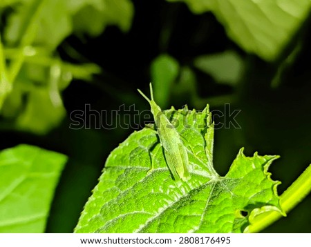 Macro close up of a small green grasshopper sitting on a fresh green leaf at night. The insect blends perfectly with the leaf showing natural camouflage in the wild. Detailed texture of insect, leaf veins and antennae. Nature wildlife photography with dark blurred background.