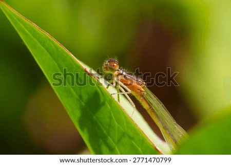 Macro close up of a small orange Damselfly (zygoptera) resting at an angle on the edge of a green leaf in the morning summer sunlight with a blurred background