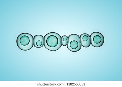 Macro Close Up Of Soap Bubbles Look Like Scientific Image Of Cells Division Process, Concept Of Microbiology Bacteria Paramecium And Protozoa