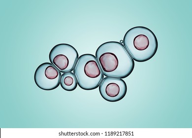 Macro Close Up Of Soap Bubbles Look Like Scientific Image Of Cells Division Process, Concept Of Microbiology Bacteria Paramecium And Protozoa