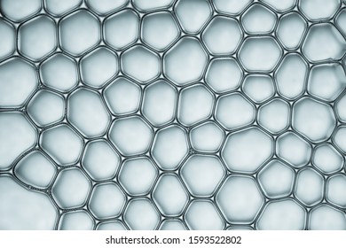Macro close up of soap bubbles look like scientific image of cell and cell membrane