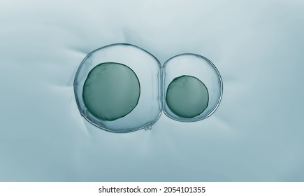Macro close up of soap bubbles look like scientific image of embryo cells division process, Concept of cell divides into two cells - Shutterstock ID 2054101355