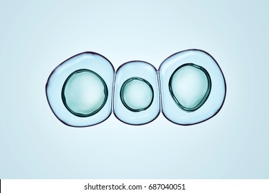 Macro close up of soap bubbles look like scientific image of cells division process, Concept of cell divides into two cells