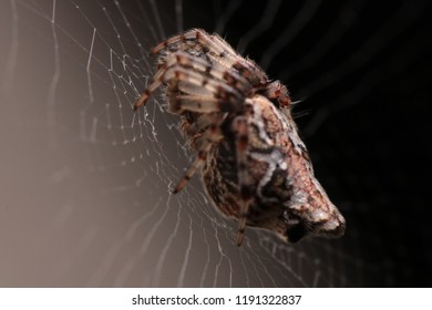 macro close up of spider on the web