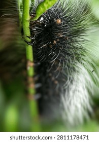 Macro close up of Spiny caterpillar Crawling on Green Plant