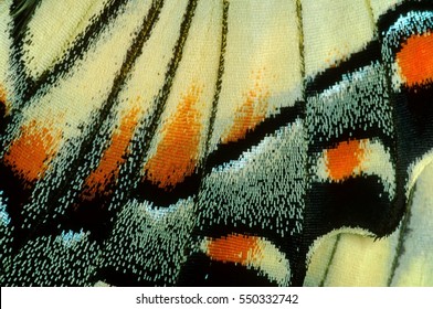 Macro close up of a Swallowtail butterfly wing.