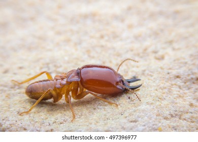 3,577 Soldier termite Images, Stock Photos & Vectors | Shutterstock