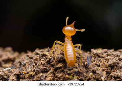 Macro Close Up Termites , Home Damaged By Termite Which Eat For A Long Time