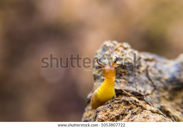 Macro close up\
termites , home damaged by termite which eat for a long time,\
Termites are eusocial insects that are classified at the taxonomic\
rank of infraorder\
Isoptera