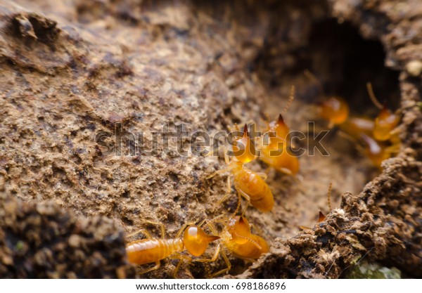 Macro close up termites , home damaged by termite\
which eat for a long time