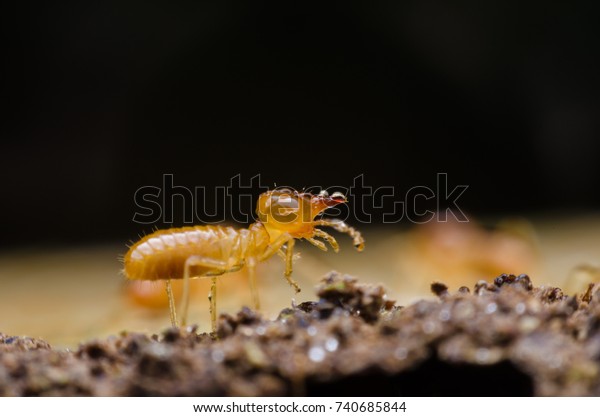Macro close up termites , home damaged by termite\
which eat for a long time