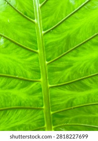 Macro close up texture of vibrant bright green tropical taro leaf displaying intricate natural vein pattern and subtle water droplets on smooth surface