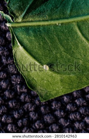 Macro close up of tine aphid