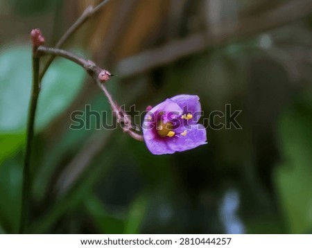 Macro close up of tiny purple Murdannia nudiflora flower with bright yellow stamens
