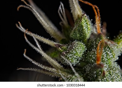 Macro Close Up Of Trichomes On Female Cannabis Indica Plant Bud.