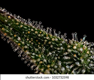 Macro close up of trichomes on female cannabis indica plant leaf.