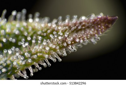Macro close up of trichomes on female cannabis indica plant leaf on black background.