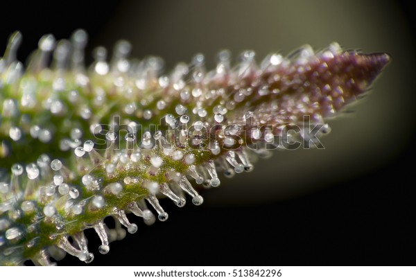 黒い背景に雌の大麻の植物の葉の上に トリコームのマクロ接写 の写真素材 今すぐ編集