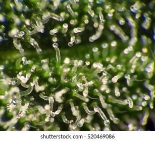 Macro close up of trichomes on green female cannabis indica plant leaf.