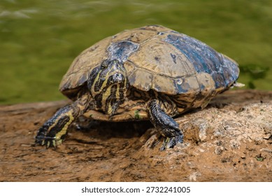 Macro Close Up of Turtle Head and Face Details